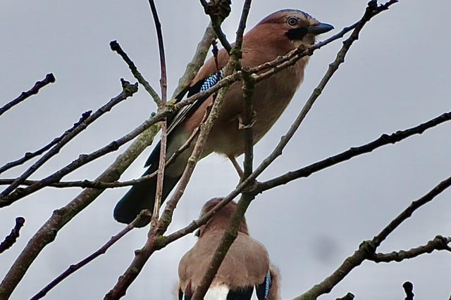 ​​A delightful offering from David Hodgkinson shows a pair of jays in a tree at Cossall.