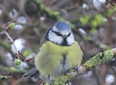 David Hodgkinson captured this incredible close-up of a blue tit perched on a branch.