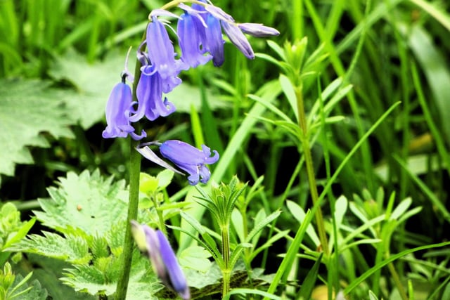​The bluebells are looking beautiful in this snap that was taken and sent in by Lynda Blackshaw.