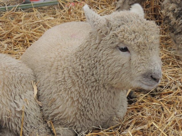 Cute Lincoln longwool lamb.