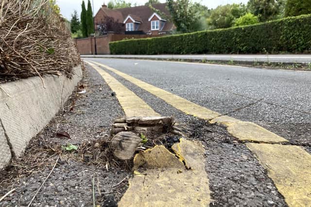 The plant pushing its way above the road surface off Sleaford Road, in Boston.