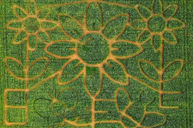 Sunflowers is the theme of this year's Giant Maize Maze at Uncle Henry’s Farm Shop, Butchery and Cafe. Photo by Dunholme Camera Club.