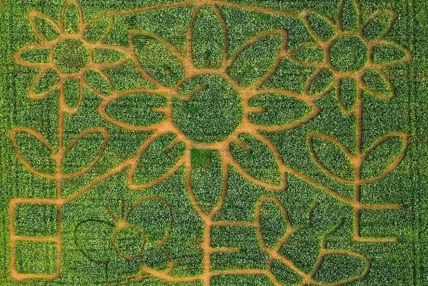 Sunflowers is the theme of this year's Giant Maize Maze at Uncle Henry’s Farm Shop, Butchery and Cafe. Photo by Dunholme Camera Club.