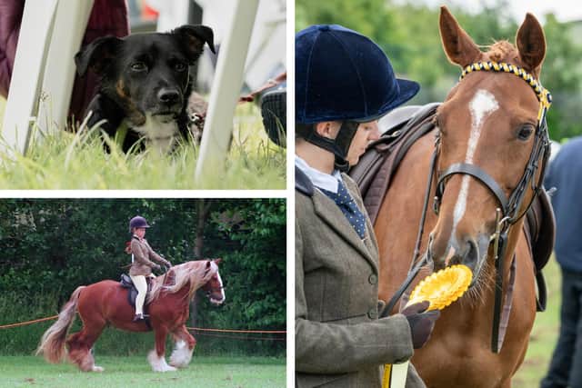 A selection of images from this year's Boston Horse and Dog Show.