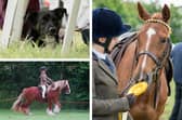A selection of images from this year's Boston Horse and Dog Show.