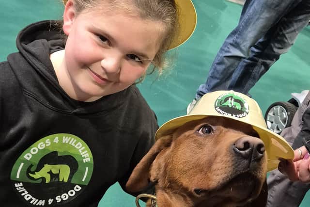 Eight-year-old Paige Bavin, of Bardney, raising money with conservation dog Rocket at Crufts.