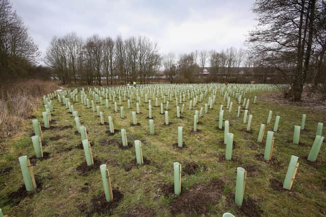 Will be planted to the south of the Gainsborough Tesco car park