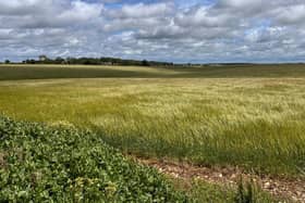 A view of the site proposed for the Windsock solar project near Cranwell. Photo supplied