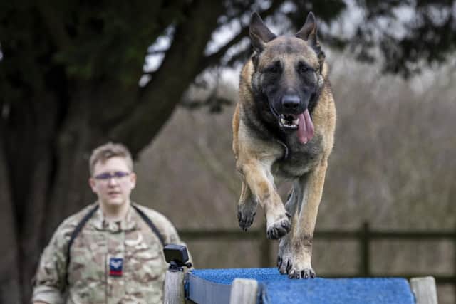 Images of the Dog Section training their working dogs on agility course.