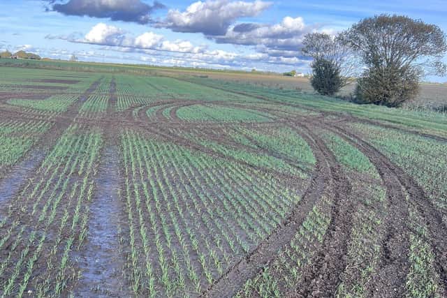 Damage caused by hare coursing vehicles in a farmer’s field in south Lincolnshire. Photo: Matt Tunnard.