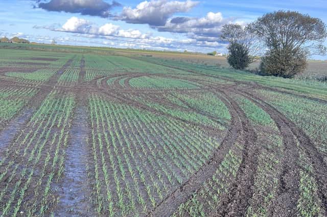 Damage caused by hare coursing vehicles in a farmer’s field in south Lincolnshire. Photo: Matt Tunnard.