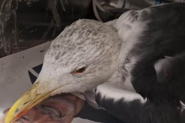 The injured gull is alive but unwell and struggling to stand after being shot, say police. Photo: Lincs Police RCAT