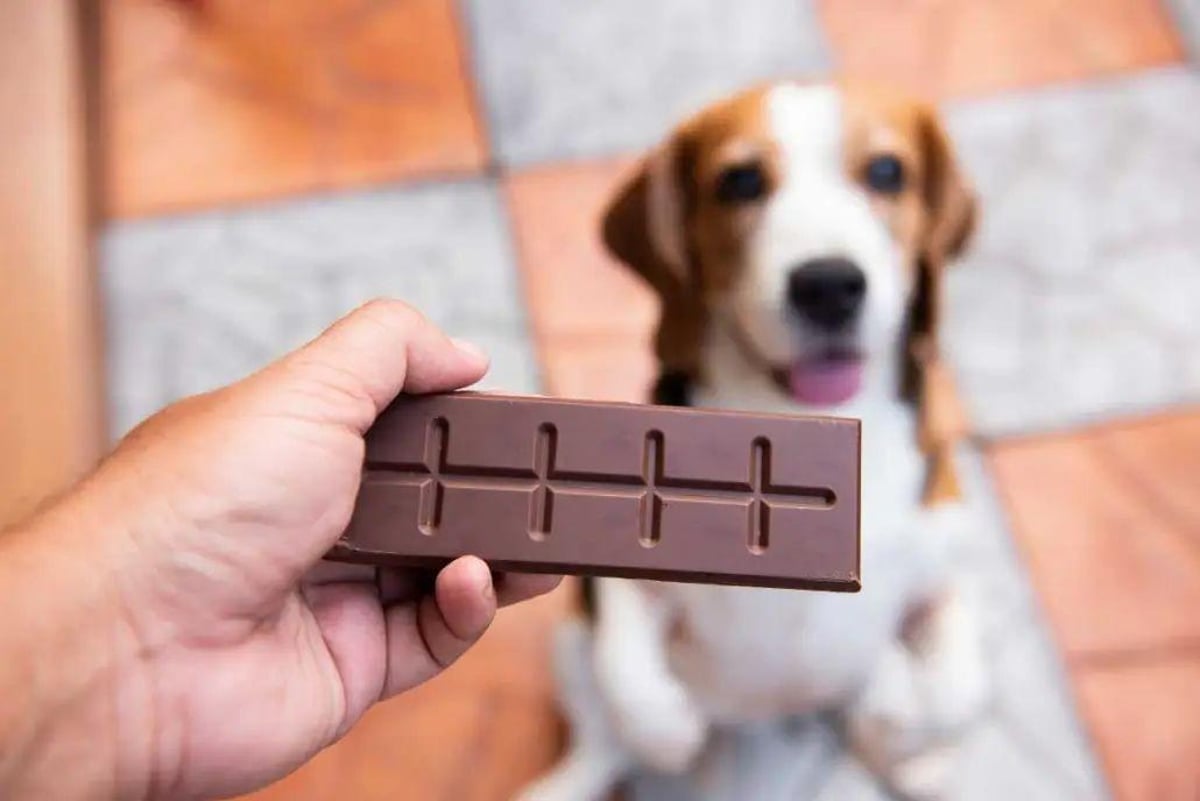 search image 2 Can Dogs Eat Chocolate? Valentine's Day Warning for Pet Owners 2