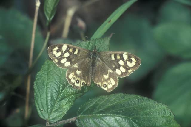 Speckled wood butterfly at Alice Holt , Hampshire , England .