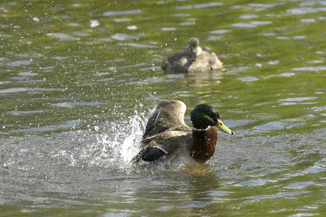 Ducks in St James's Park, London.