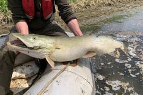 A dead pike pulled out of the Maud Foster by Environment Agency officers near Boston. Photo: Environment Agency