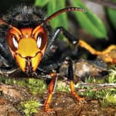 Be on the lookout for Asian Hornets in Lincolnshire.