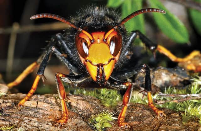 Be on the lookout for Asian Hornets in Lincolnshire.