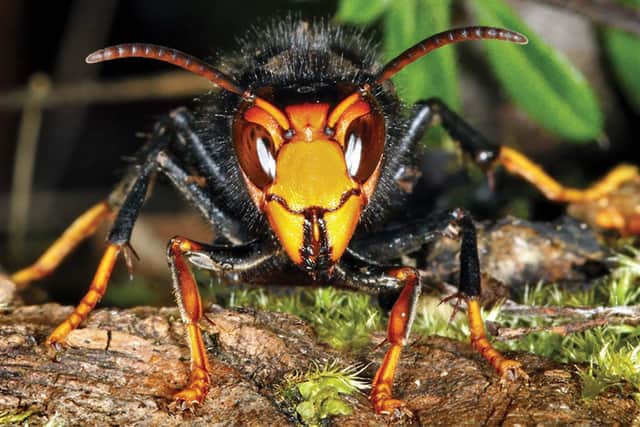 Be on the lookout for Asian Hornets in Lincolnshire.