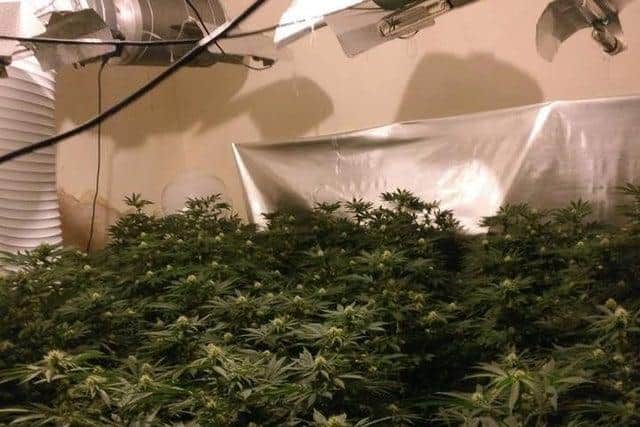 Image of a cannabis grow.