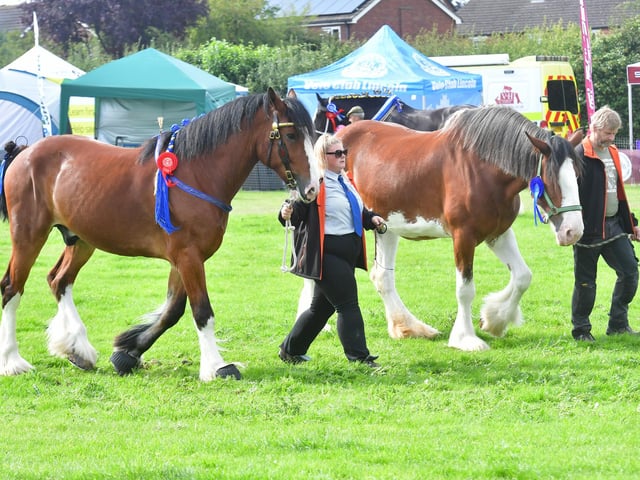 Heavy Horse Parade in the Main Ring