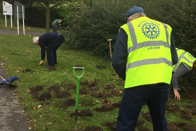 Louth Rotarians planting crocuses
