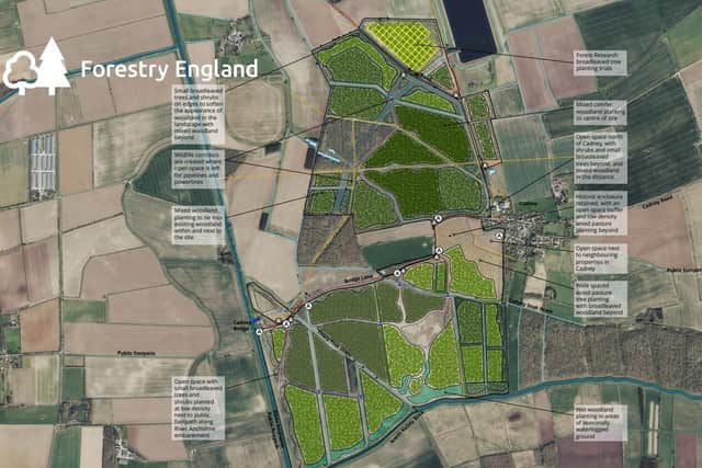 Designs of how the new woodland near Cadney may look, according to Forestry England.