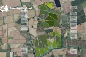 Designs of how the new woodland near Cadney may look, according to Forestry England.