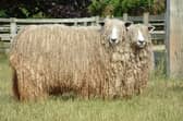 Lincoln Longwool sheep will the star turn at the next Dogdyke Pumping Station event.
