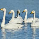 Whooper swans at RSPB Frampton Marsh. Picture: Jeremy Eyeons