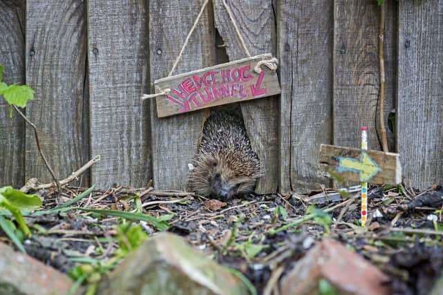 B&DWH - A hedgehog using a hedgehog tunnel