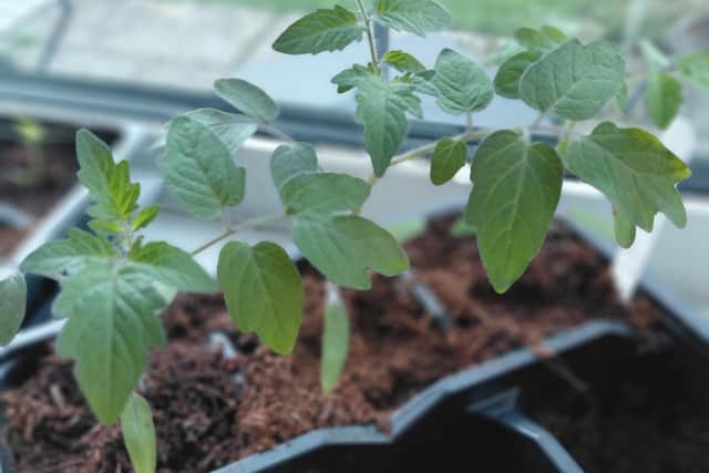 Tomatoes ready to pot on.