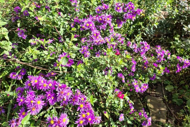 Aster in full flower