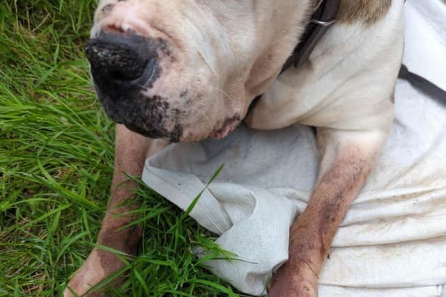 Missy was ij such a heartbreaking condition that she was put to sleep to prevent further suffering.