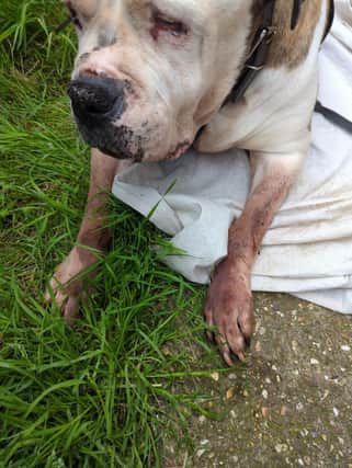 Missy was ij such a heartbreaking condition that she was put to sleep to prevent further suffering.
