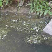 Thousands of dying and dead fish have been spotted on the South Forty Foot Drain at Helpringham Fen.