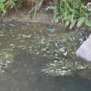 Thousands of dying and dead fish have been spotted on the South Forty Foot Drain at Helpringham Fen.
