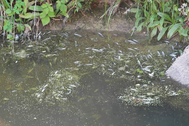 Thousands of dying and dead fish have been spotted on the South Forty Foot Drain at Helpringham Fen.