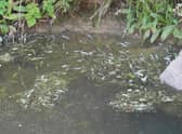 Thousands of dying and dead fish have been spotted on the South Forty Foot Drain at Helpringham Fen.