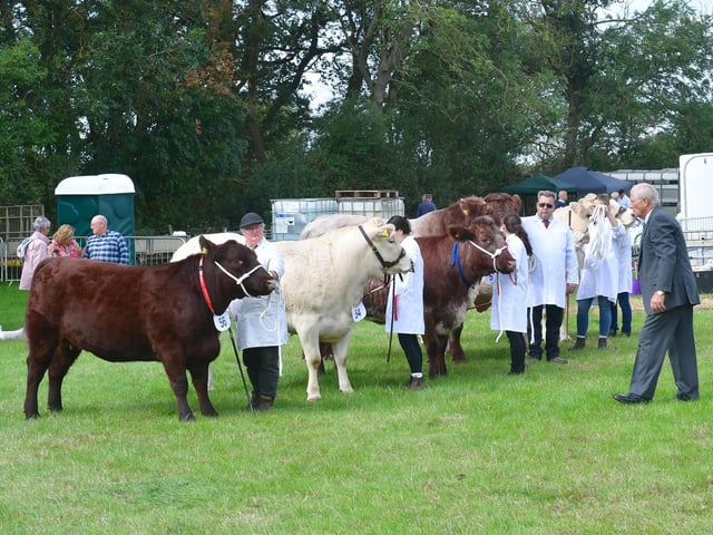 Cattle judging in progress