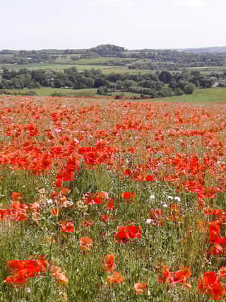 Lincolnshire Wolds AONB.