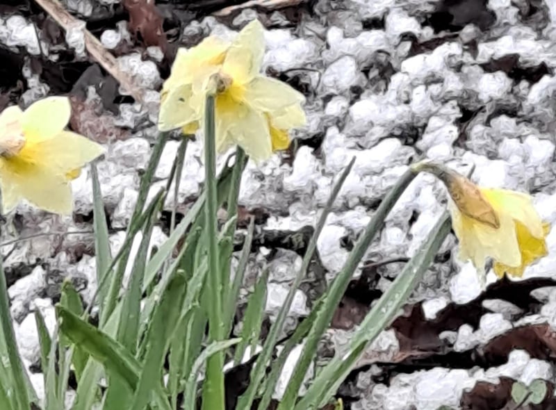 Janet Hughes snapped this fabulous close-up of the hardy daffodils still looking pretty after a bashing of snow.