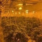 The cannabis grow. Photo: Lincs police