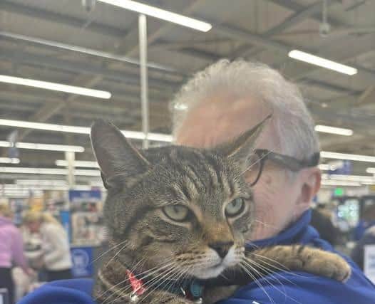 Freddie the Tesco cat is popular with staff and customers.