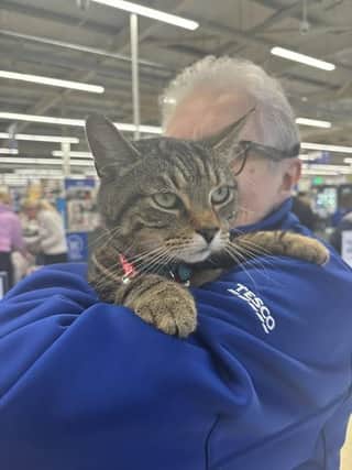 Freddie the Tesco cat is popular with staff and customers.