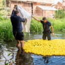 The ducks are launched!