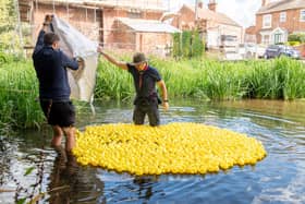 The ducks are launched!
