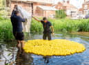 The ducks are launched!