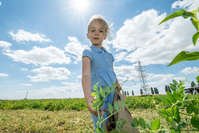 Lola, age 5, joined other Lincolnshire pupils picking peas for tea.
