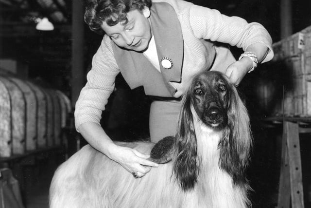 Mrs H Morgan of Manchester grooms her Afghan hound 'Subedar Karim Khan' at the Scottish Kennel Club Championship in Waverley Market in 1960.